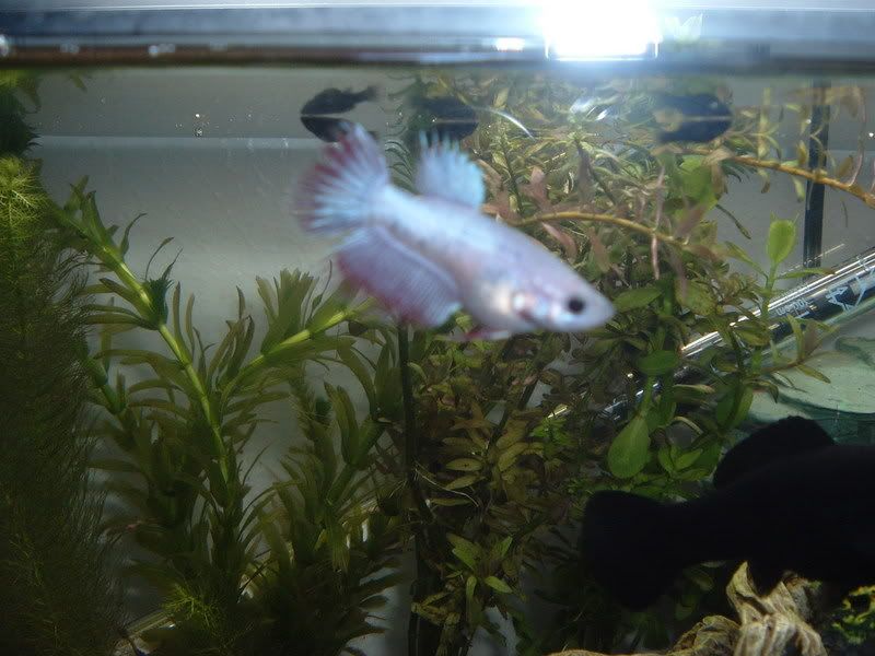 10gallon002.jpg