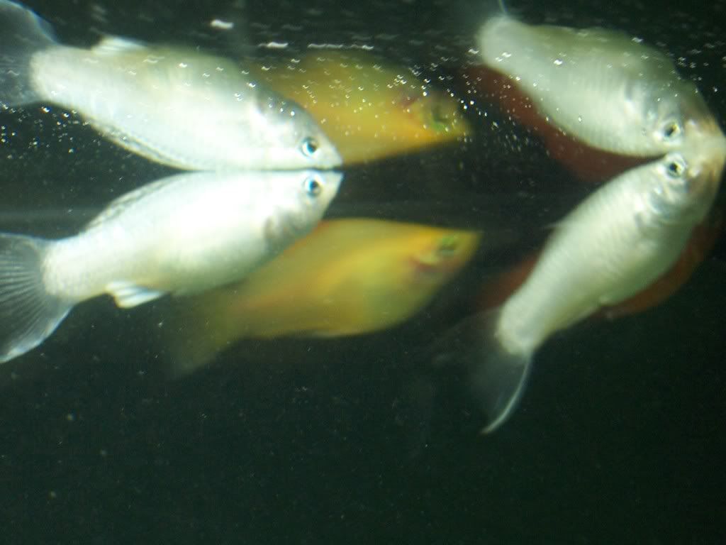 Kensfishes004.jpg