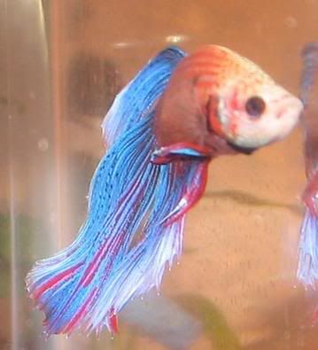 newboy8.jpg