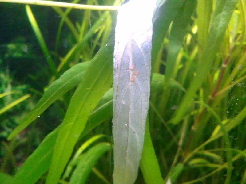 eggs_leaf.jpg