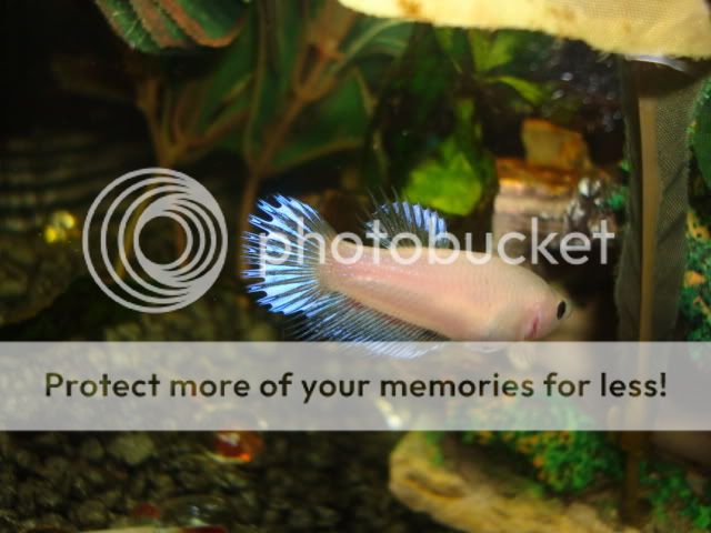 femalebettas025.jpg
