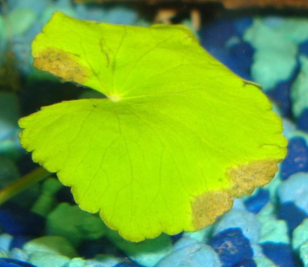 brownleaves3.jpg