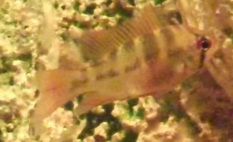 Dscf0612.jpg