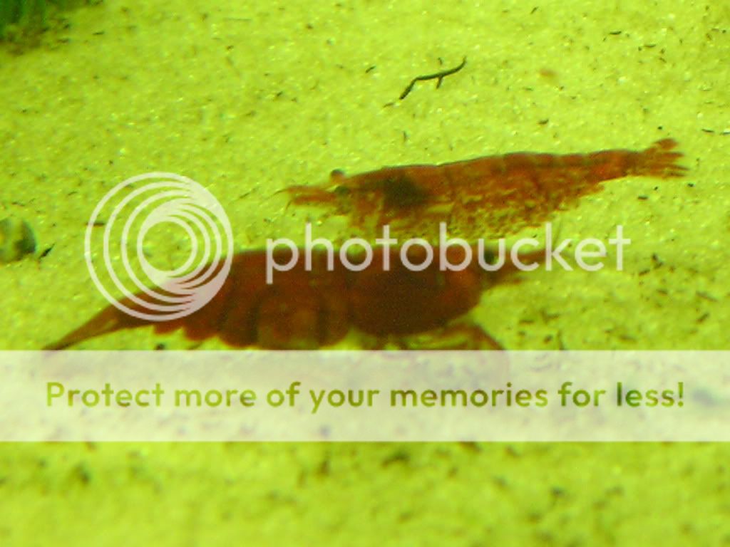 fish010.jpg