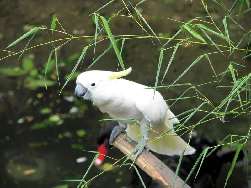 Sulphur-CrestedCockatoo.jpg