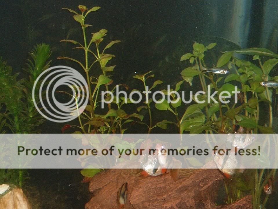 fish_044.jpg