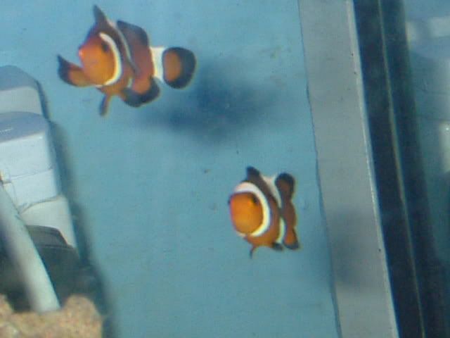 clownfish.jpg
