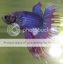 betta4.jpg