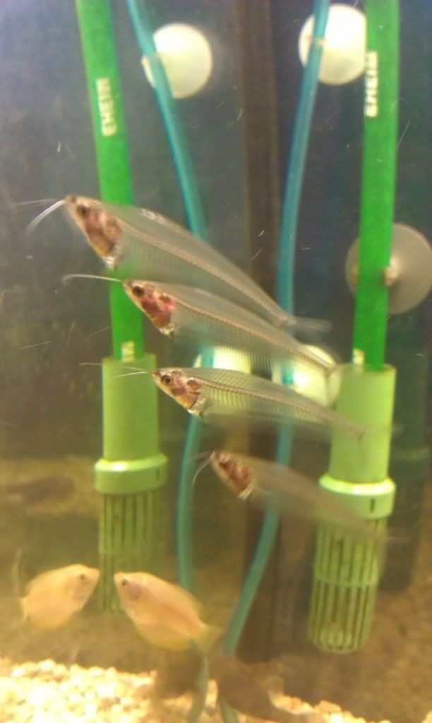GlassCatfish.jpg