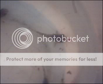 Cam00005-1.jpg