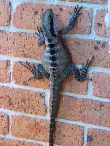 lizardwallweb.jpg