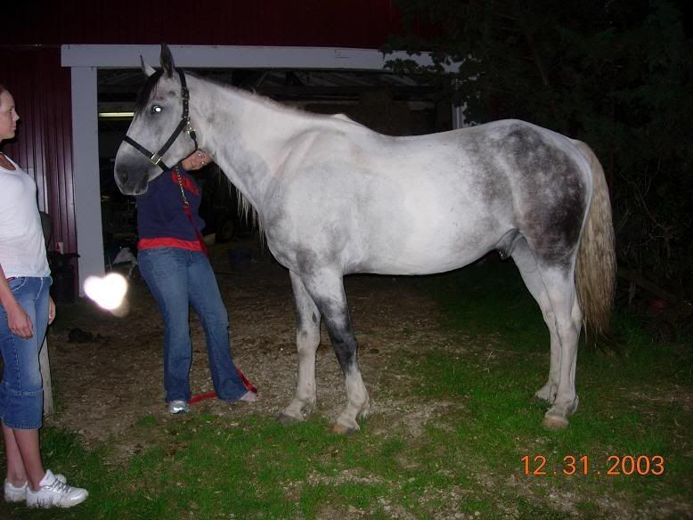 Horses001.jpg