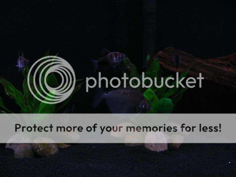 Picture511.jpg