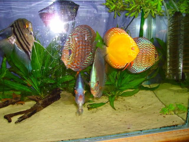 tank04028.jpg