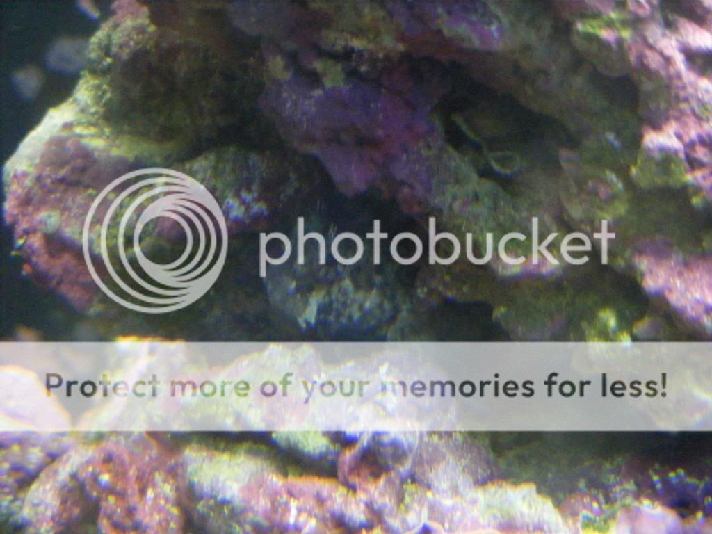 newfish014.jpg