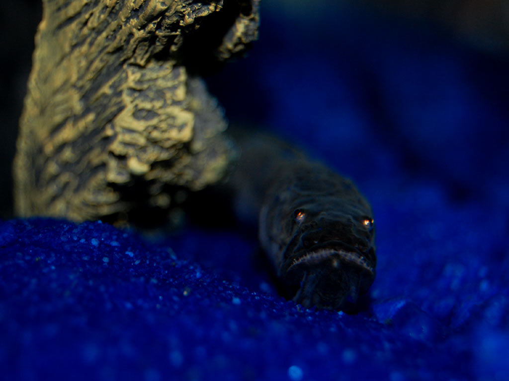 blue_dragon_goby1-1.jpg