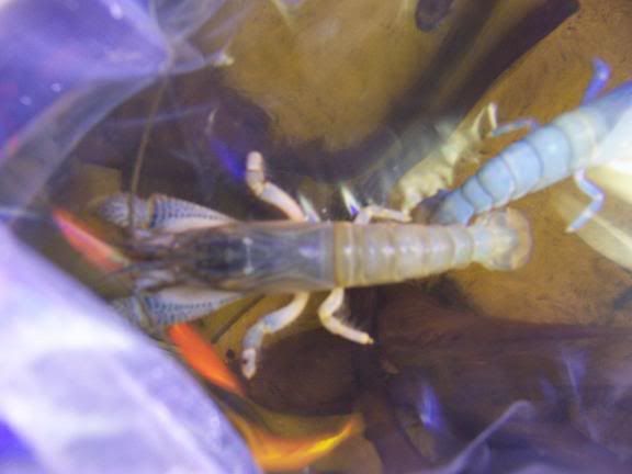 Shrimp2.jpg