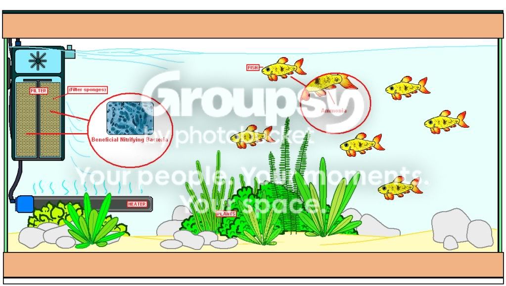 Aquarium12.jpg