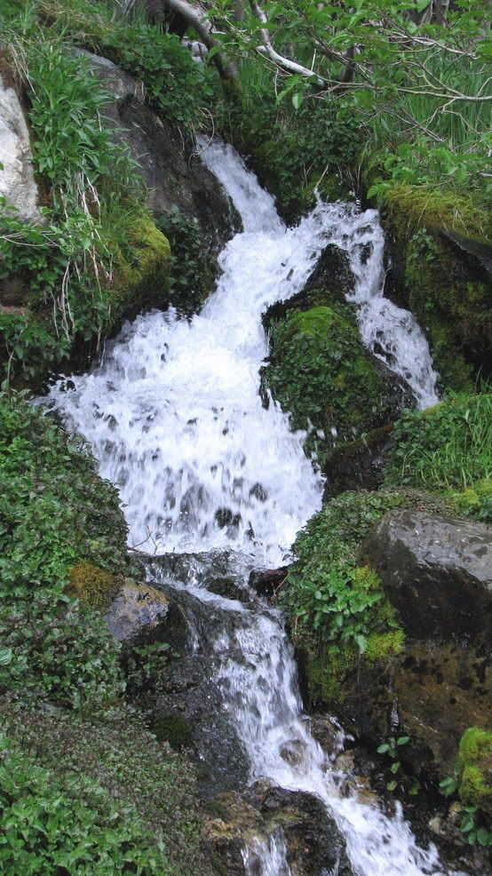 watercresssm23.jpg