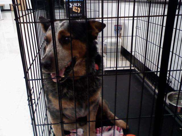 bandit21597084rk8.jpg