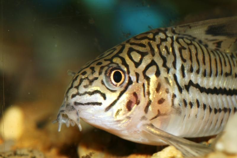 fishthings050.jpg