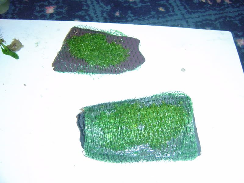 DSC02137.jpg