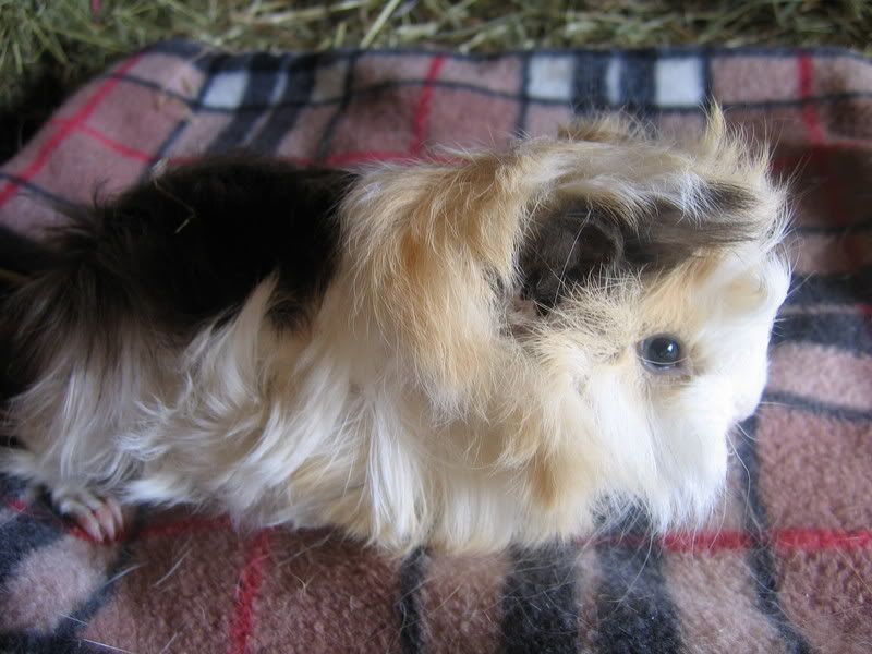 longhaired004.jpg