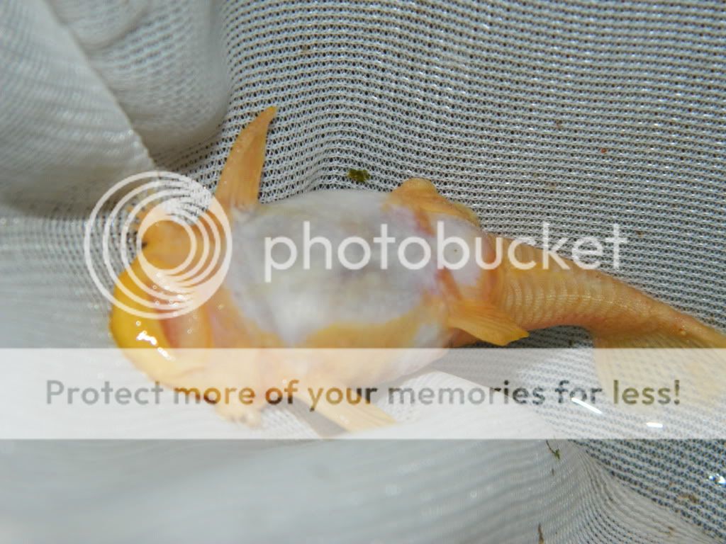 DSCN0908.jpg