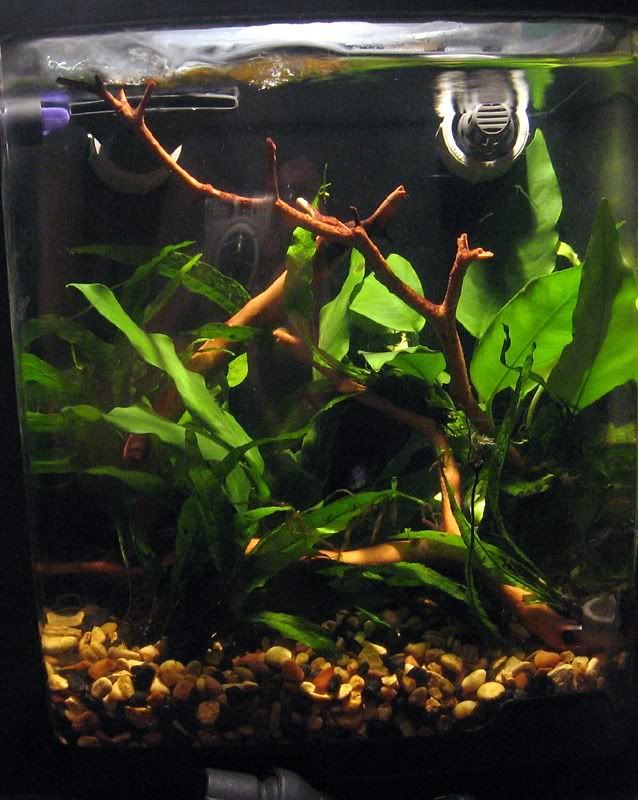 neontank6.jpg