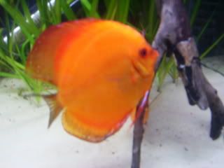 newfish074.jpg