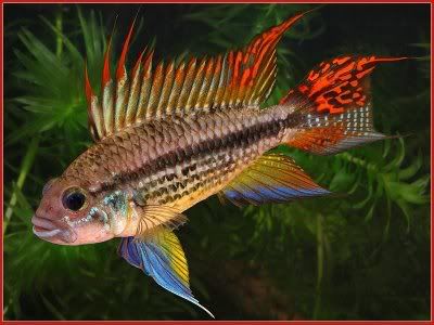 DoubleFullRedCockatooCichlid.jpg