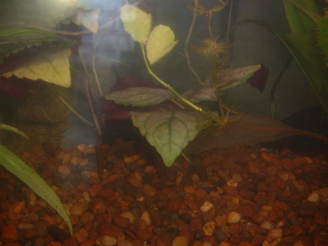 aquaplants003.jpg