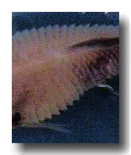 close_up_of_dropsy_copy.gif