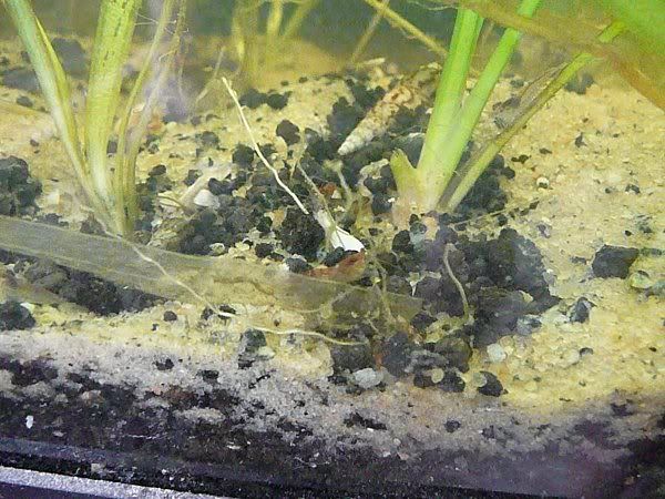 shrimp2.jpg