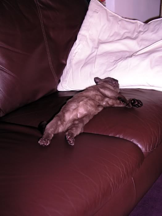 thaisuncouchpotato1.jpg