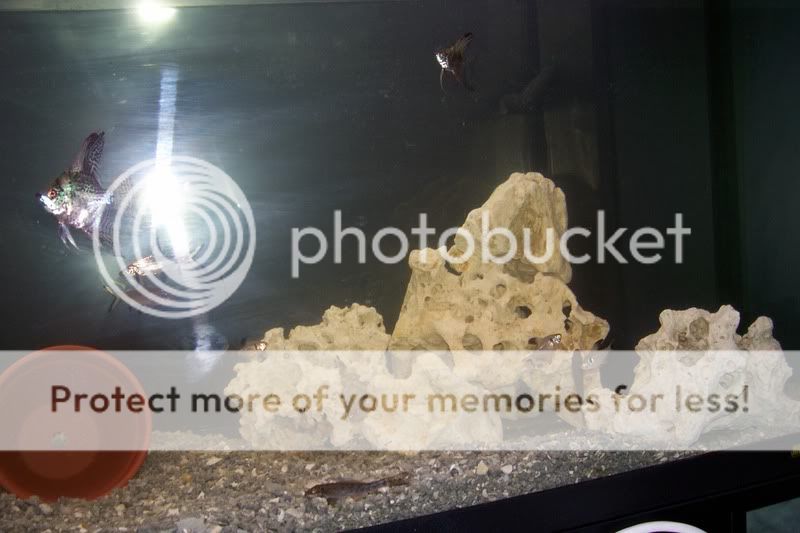 fishtank1.jpg