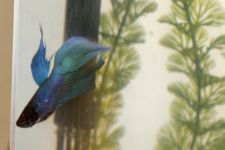 betta1.jpg