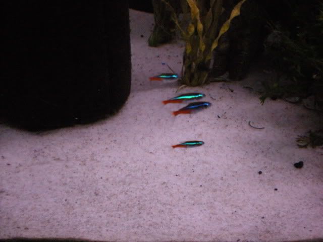 DSCN1966.jpg