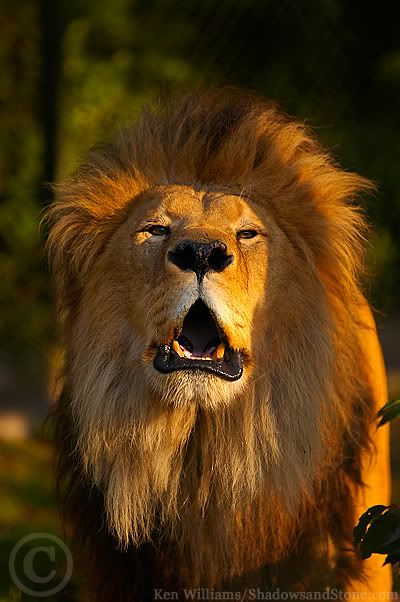 NClontygora-zoo010.jpg