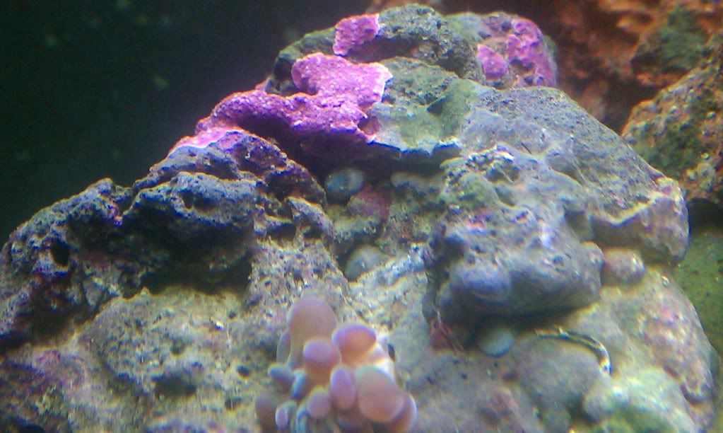 IMAG0205.jpg
