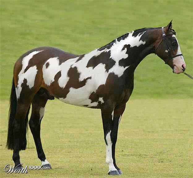 horse.jpg