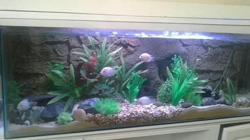 mixedsubstrateaquarium.jpg