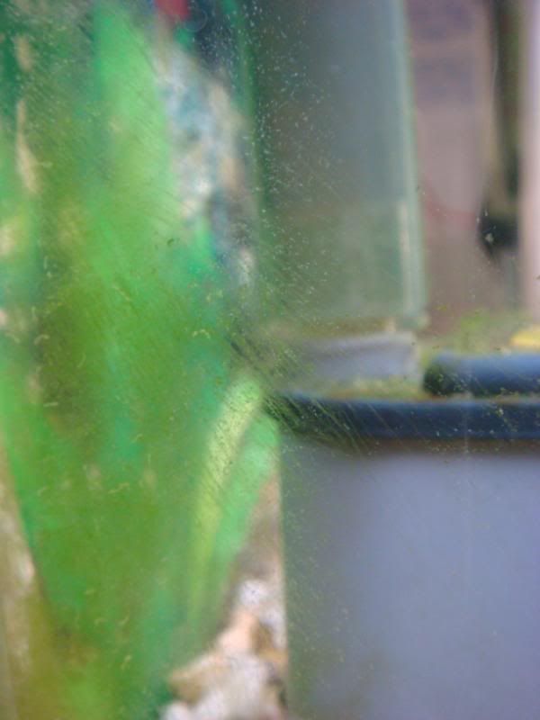 algea002.jpg