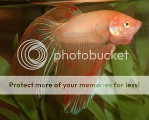OrangeBetta3.jpg