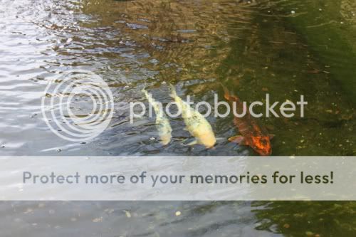 koi.jpg