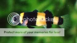 bumble_bee_goby.jpg