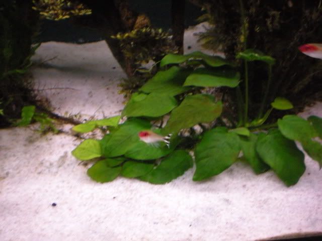 DSCN1960.jpg