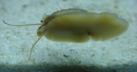 Stomatella5.jpg