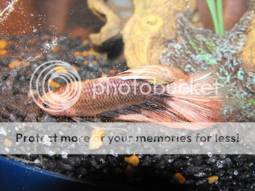newfish007.jpg