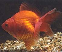fantail.jpg